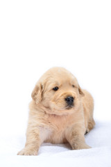 Obraz premium Puppy