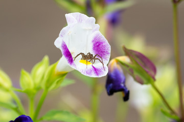 A brown spider resting in a flower of torenia