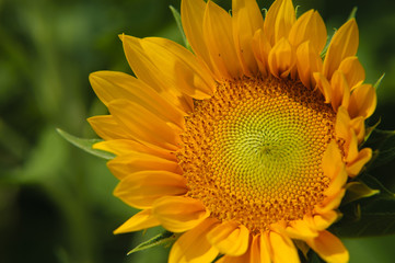 Obraz premium Sunflower closeup background and texture 