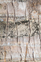 Texture closeup of coconut tree background