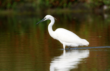 Little egret (Egretta garzetta), Sole bird standing in water