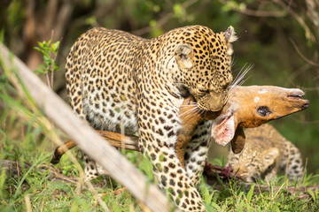 Leopard with the prey