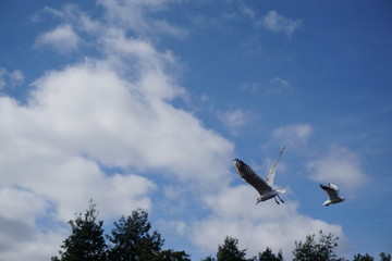 Seagulls at Sefton park in Liverpool