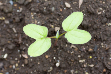 Fresh young cotyledon