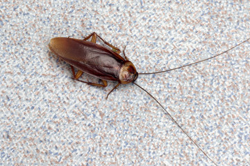 Cockroache on blue brick background.