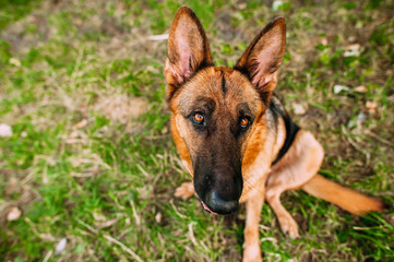 German shepherd in the park