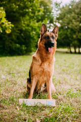 German shepherd in the park