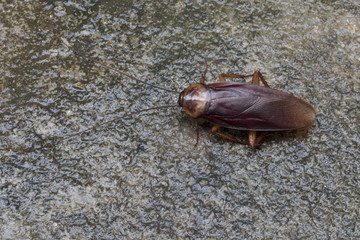 Cockroache on cement background.