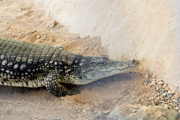 Huge crocodile basking in the sun