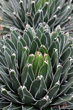 angle view of  agave plant