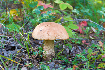 Mushroom in the grass 