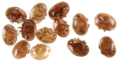 Varroa destructor bee parasite - microscope photo