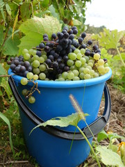 Ведро наполненное белым и синим виноградом.