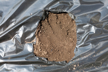 Seedling on a mulch cultivation