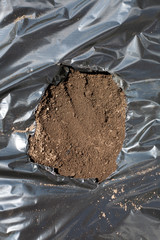 Seedling on a mulch cultivation