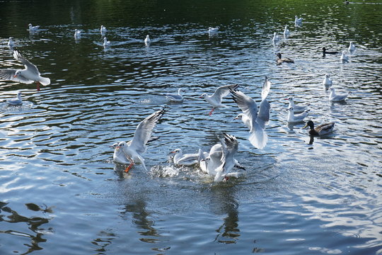 Seagulls At Sefton Park In Liverpool