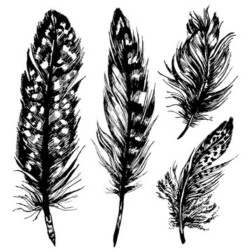 Hand drawn ink feathers set