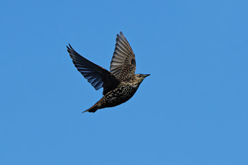 Common starling (Sturnus vulgaris)