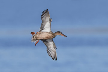 Northern shoveler (Anas clypeata)
