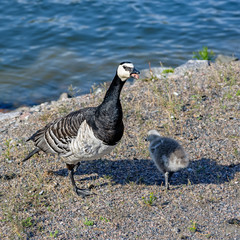 Barnacle Goose Branta leucopsis