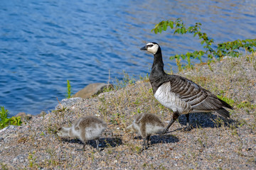 Barnacle Goose Branta leucopsis