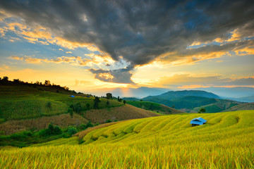 Obraz premium Cornfield sunset of Thailand.