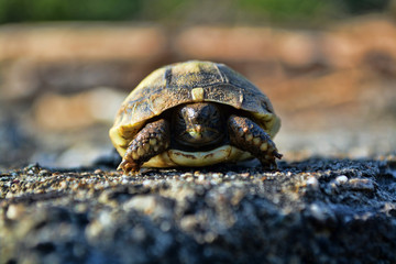 Young Turtle