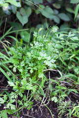 Italian parsley on farm