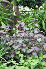 Asian herb called Perilla frutescens
