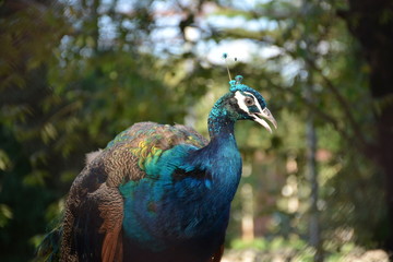 Fototapeta premium Peacock 