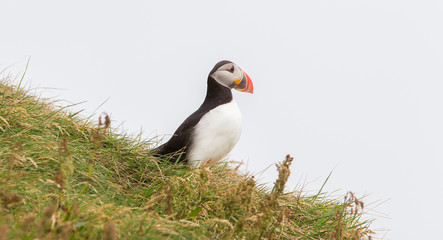 Colorful Puffin isolated in natural environment