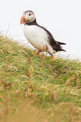 Colorful Puffin isolated in natural environment