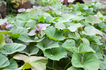 Obraz premium Green and purple fresh leaves of sweet potato on farm