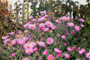 Сентябринки