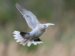 Eurasian collared dove (Streptopelia decaocto)