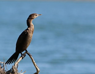 Cormorant, Pygmy Cormorant, Phalacrocorax pygmaeus