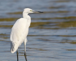 Little Egret in river, Egretta garzetta
