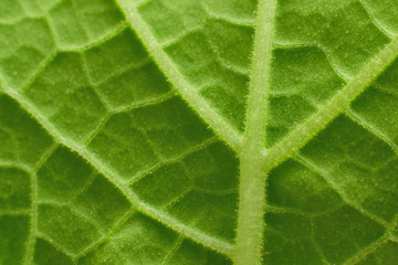 Macro green leaf texture