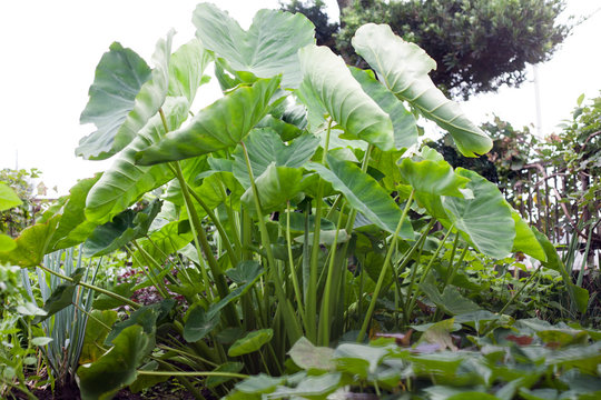 Growing taro on the farm