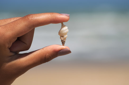 Holding a white spiral seashell in the hand 