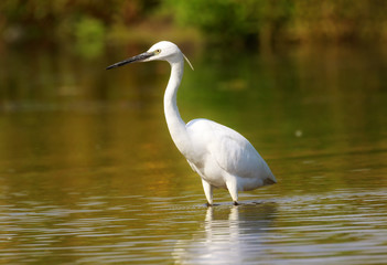 Little egret (Egretta garzetta), Sole bird standing in water