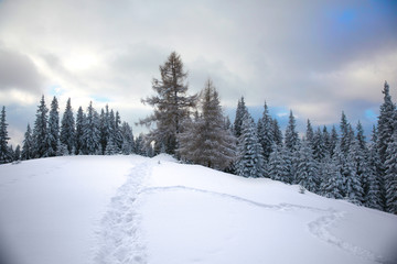 Obraz premium Winter mountain forest.