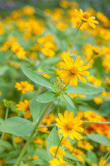 Melampodium divaricatum flowers