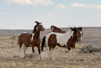 Wild Mustangs, 