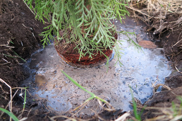 Planting of a cultivar Thuja in the planting hole in the spring harden