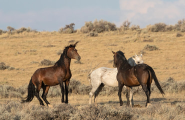 Fototapeta na wymiar Wild Mustangs