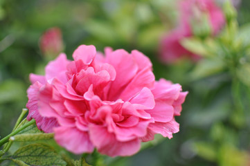 Blooming tree with pink flowers in soft focus. Beautiful flowers background.