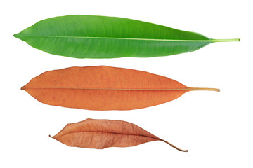 green and brown and dry leaves