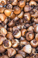 Tulip bulbs for flower garden, Holland