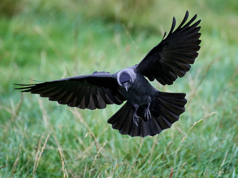 Western jackdaw (Corvus monedula)